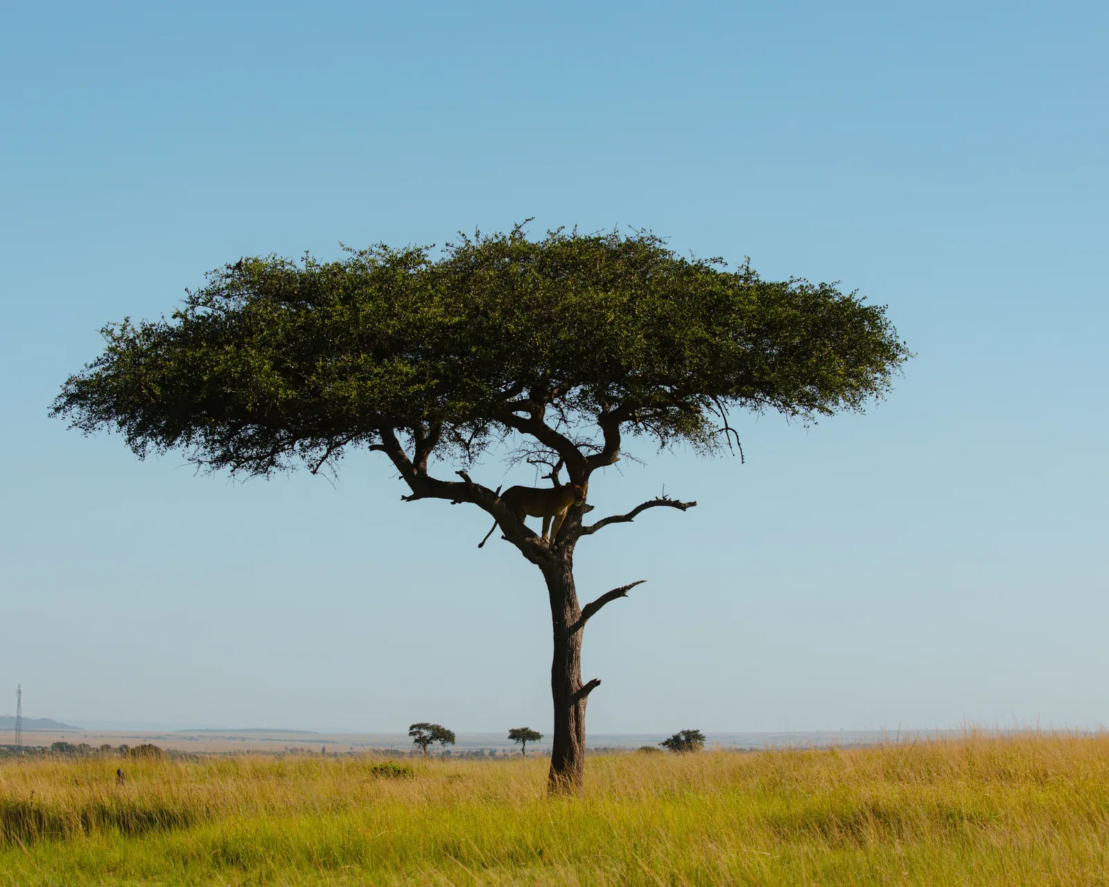 Tanzania