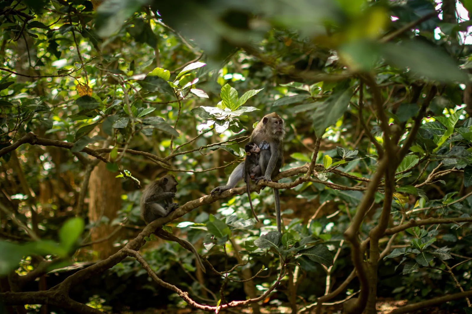 Bali Monkey Forest